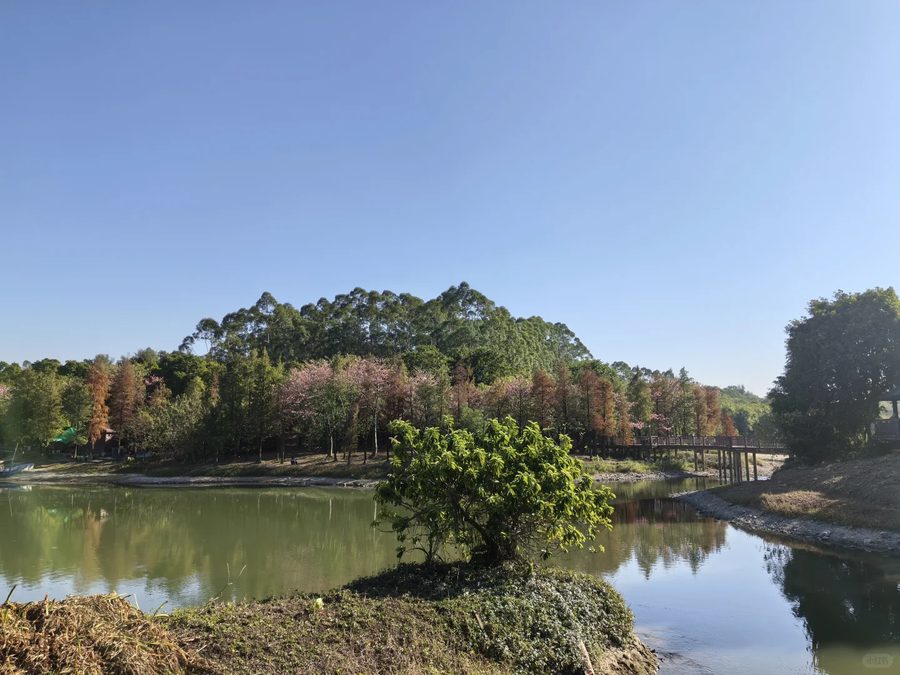 花都湖湿地水面（小红书用户 2025-11-29 原帖配图）
